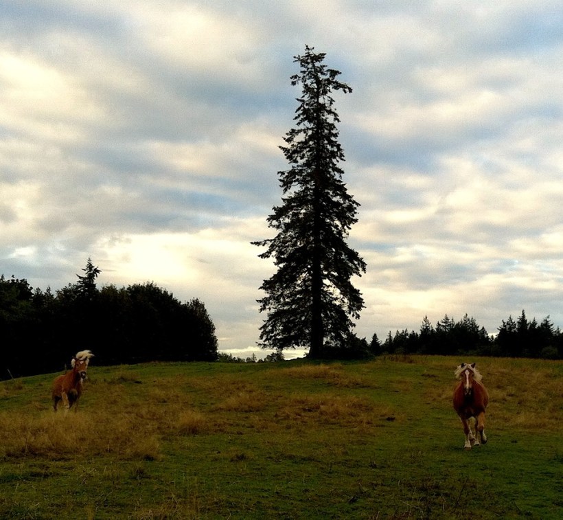 10624782_10152714718926119_2066228923689523676_n