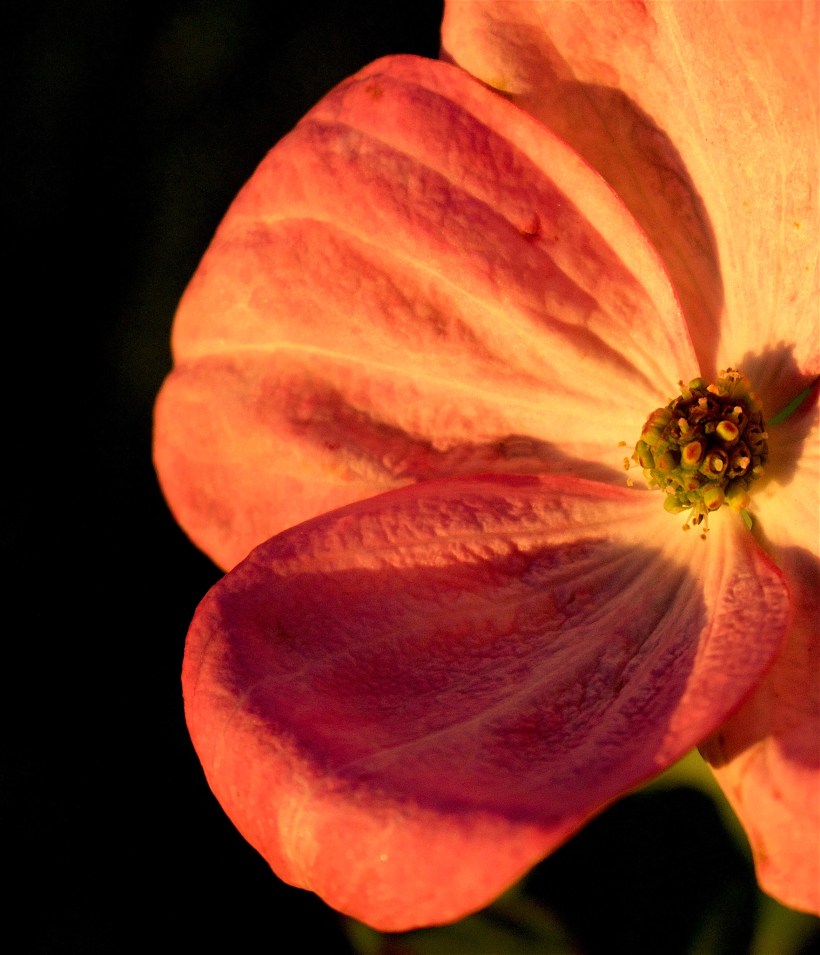 eveningdogwoodpetals