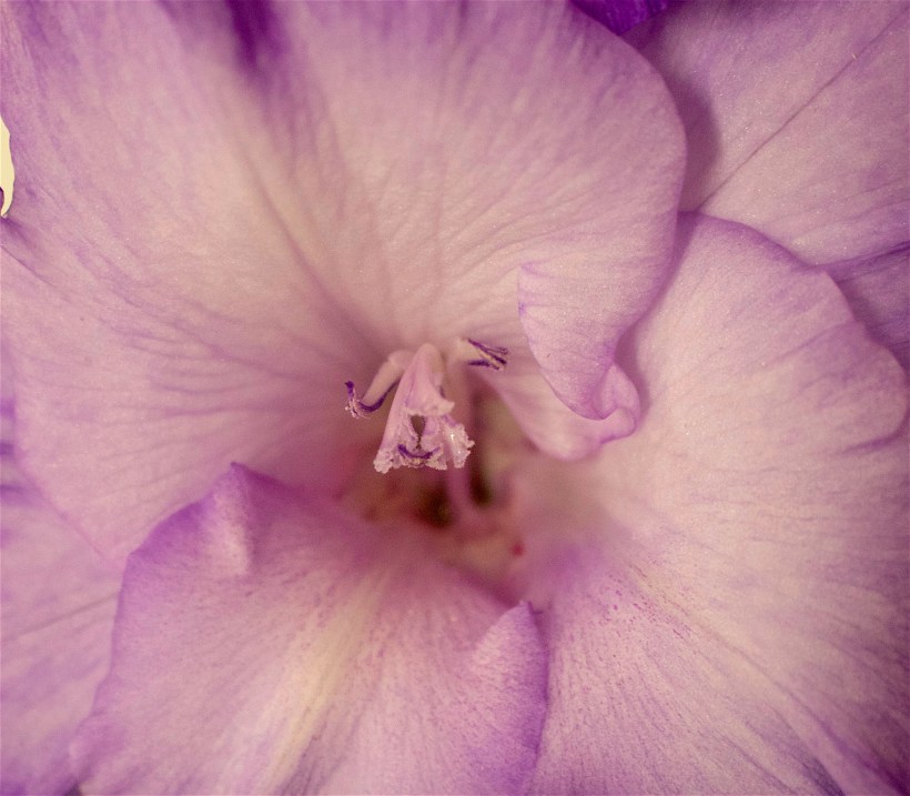 gladiolafair1