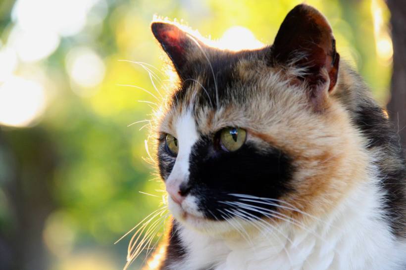 13708285_685750564694_3775954251637361831_o