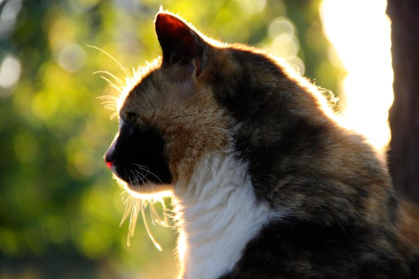 13719484_685750574674_5763946310606845587_o