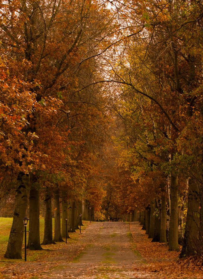 13879177_1446182428744399_766280154661466636_n