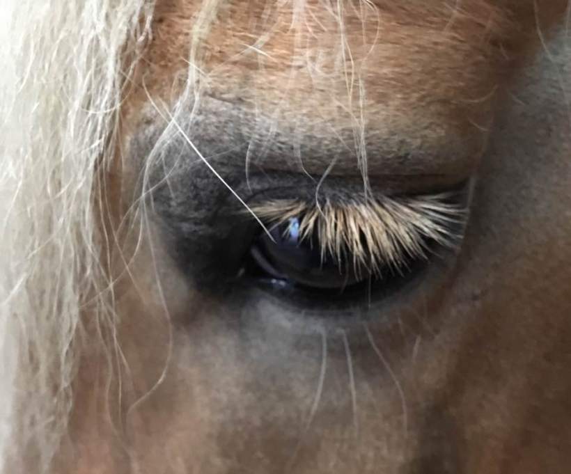 14606272_10154553740776119_7293985383860349484_n