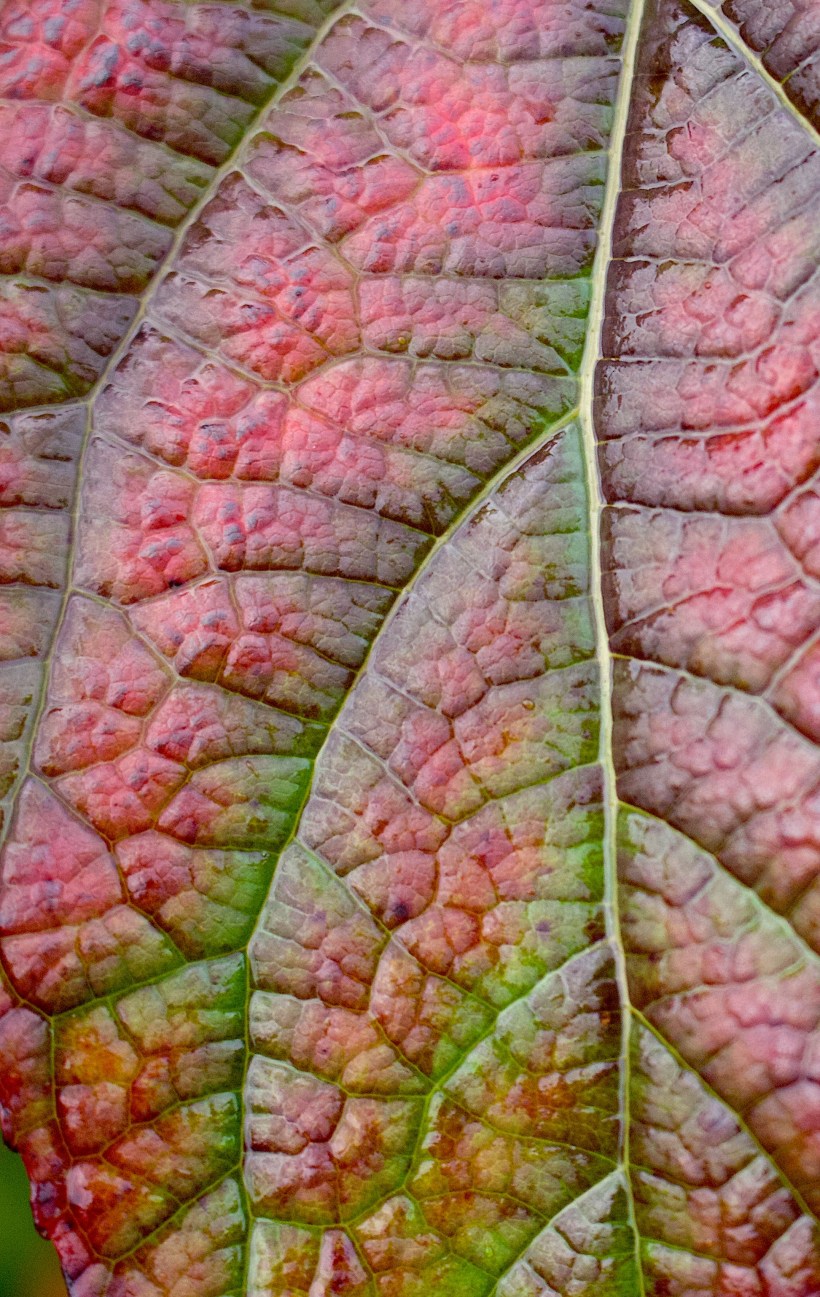 oakleafhydrangea11122