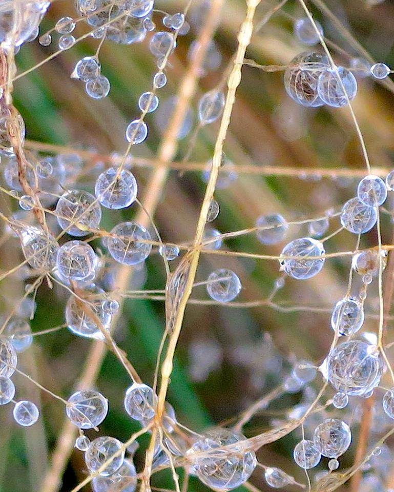 1466160_10152089454401119_114349290_n