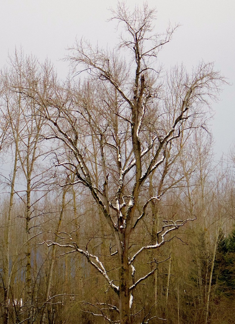 snowycottonwood
