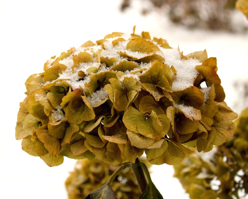 snowyhydrangea