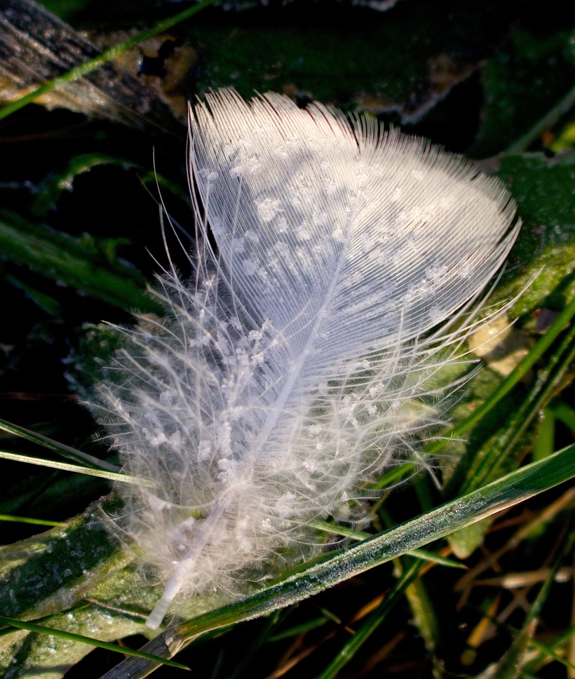 featherfrost