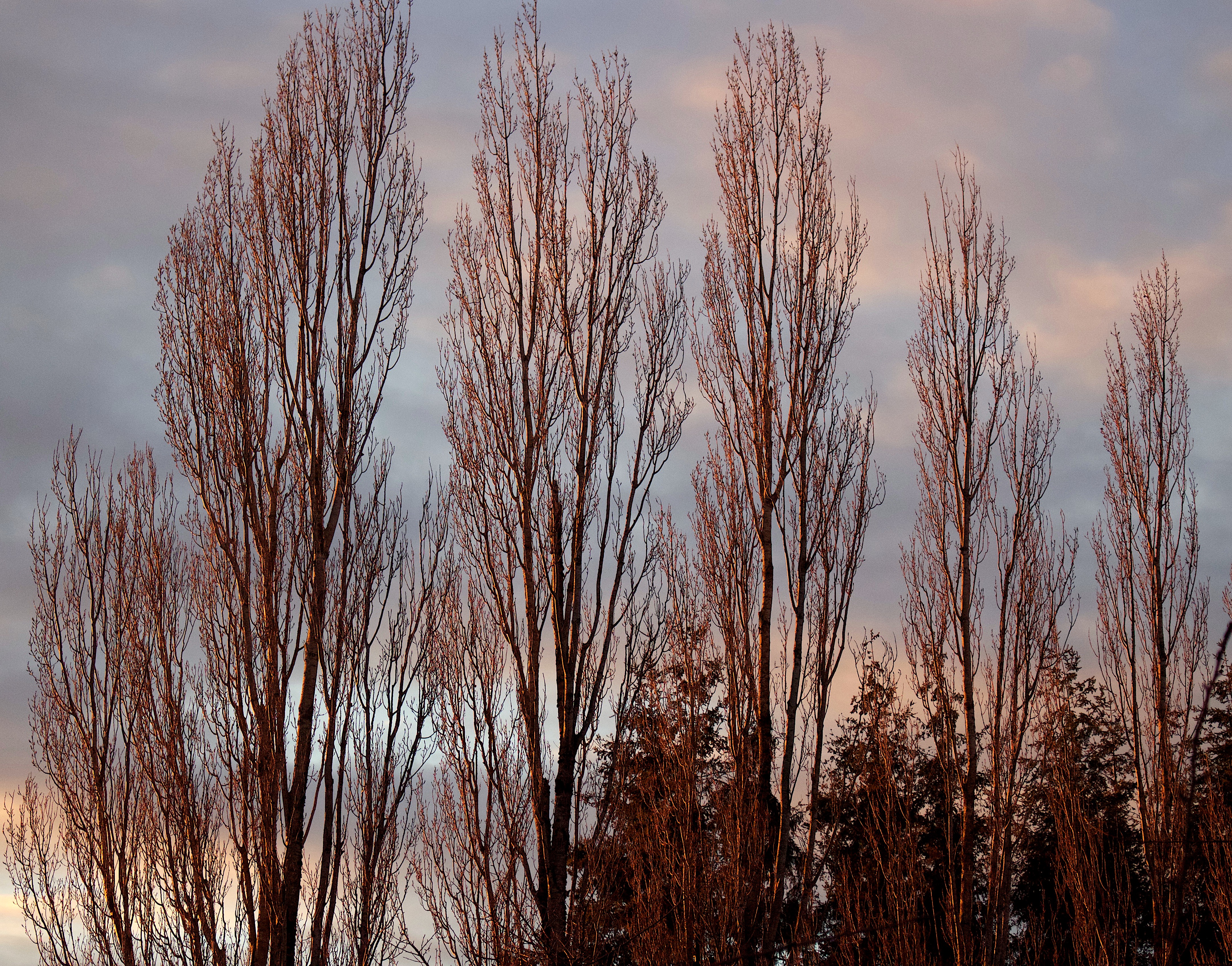 winterpoplars6