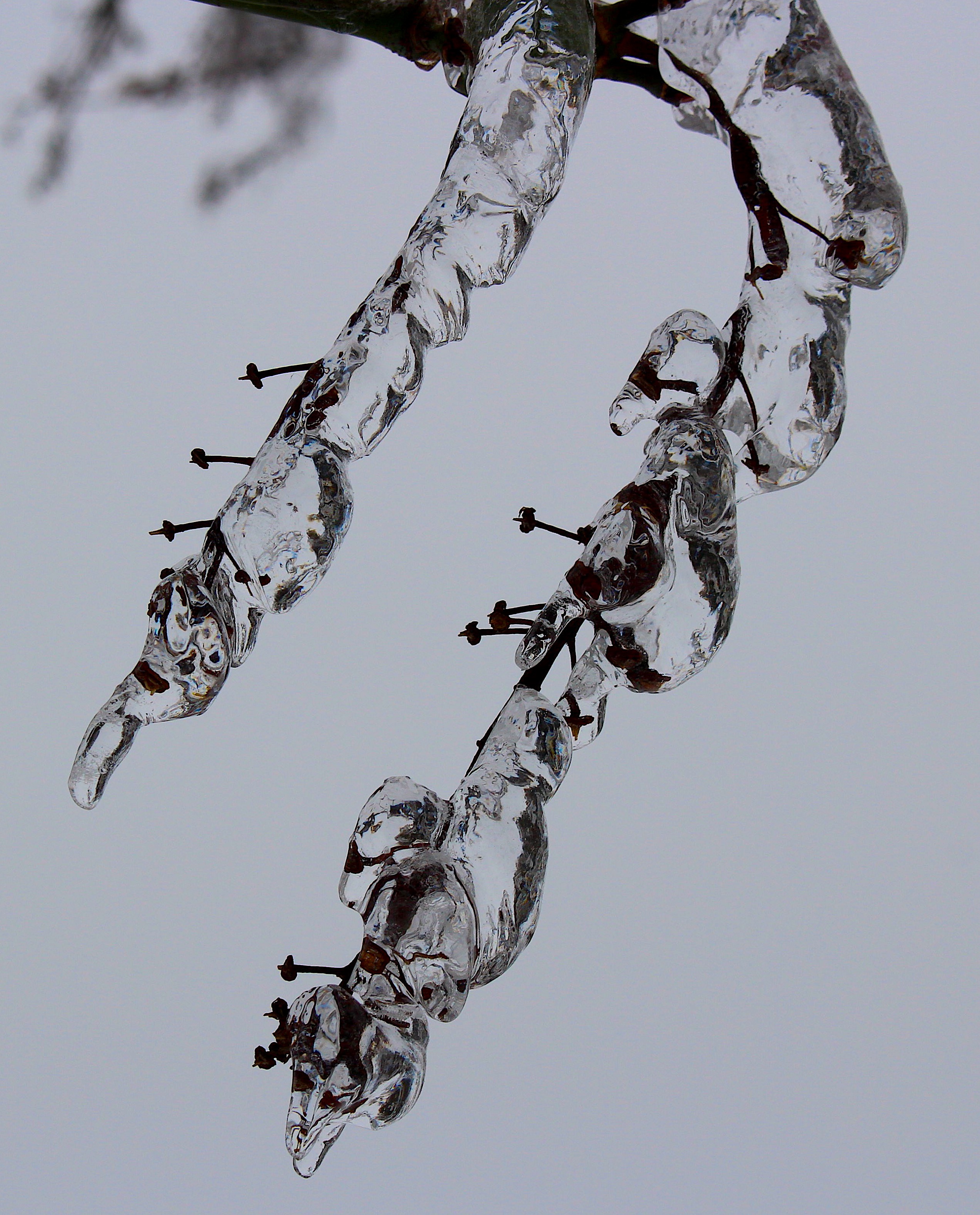 icymaplebranch