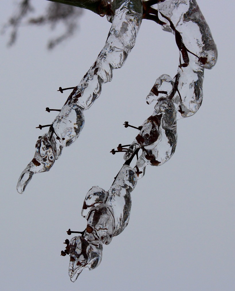 icymaplebranch