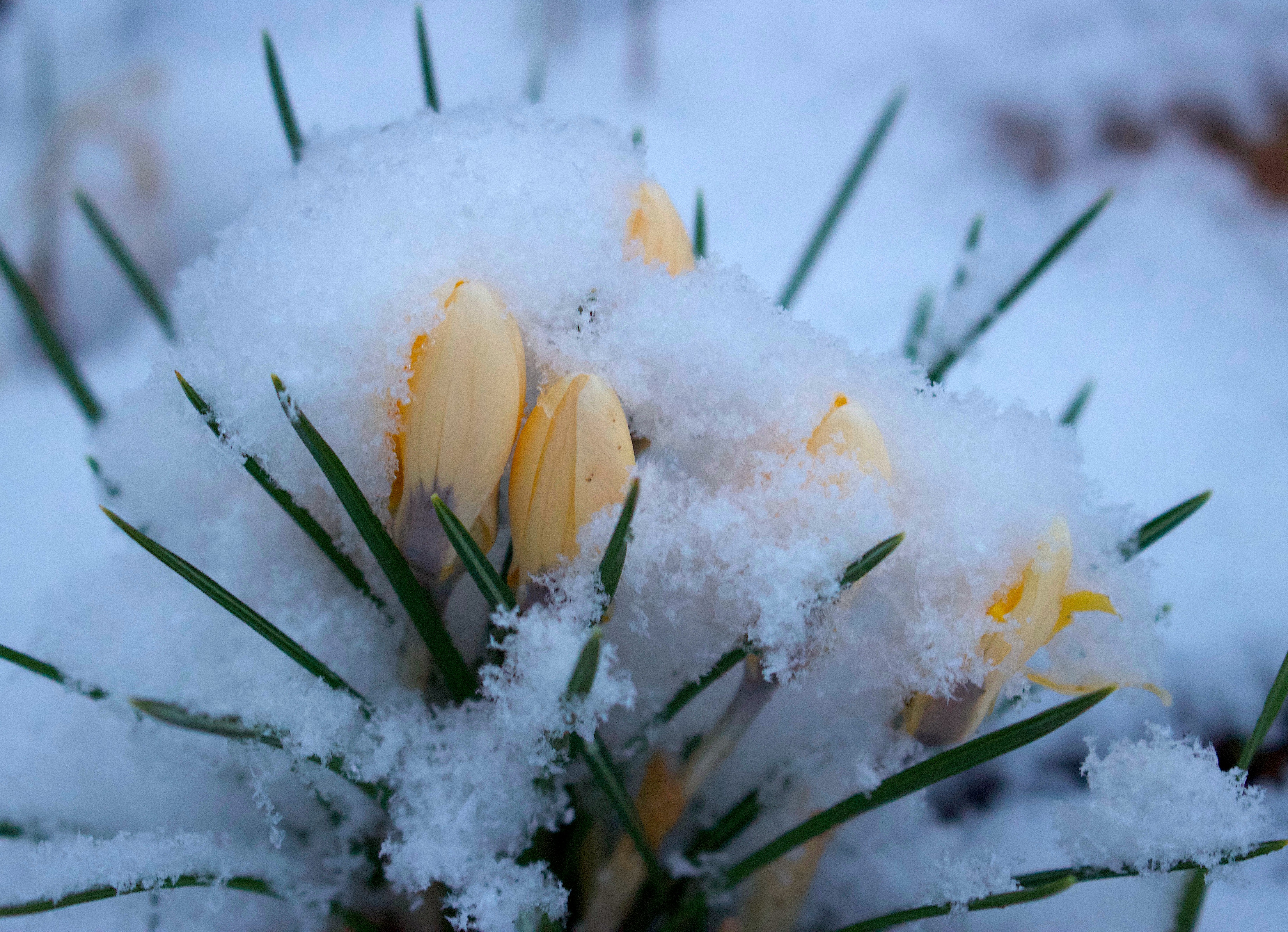 snowycroci