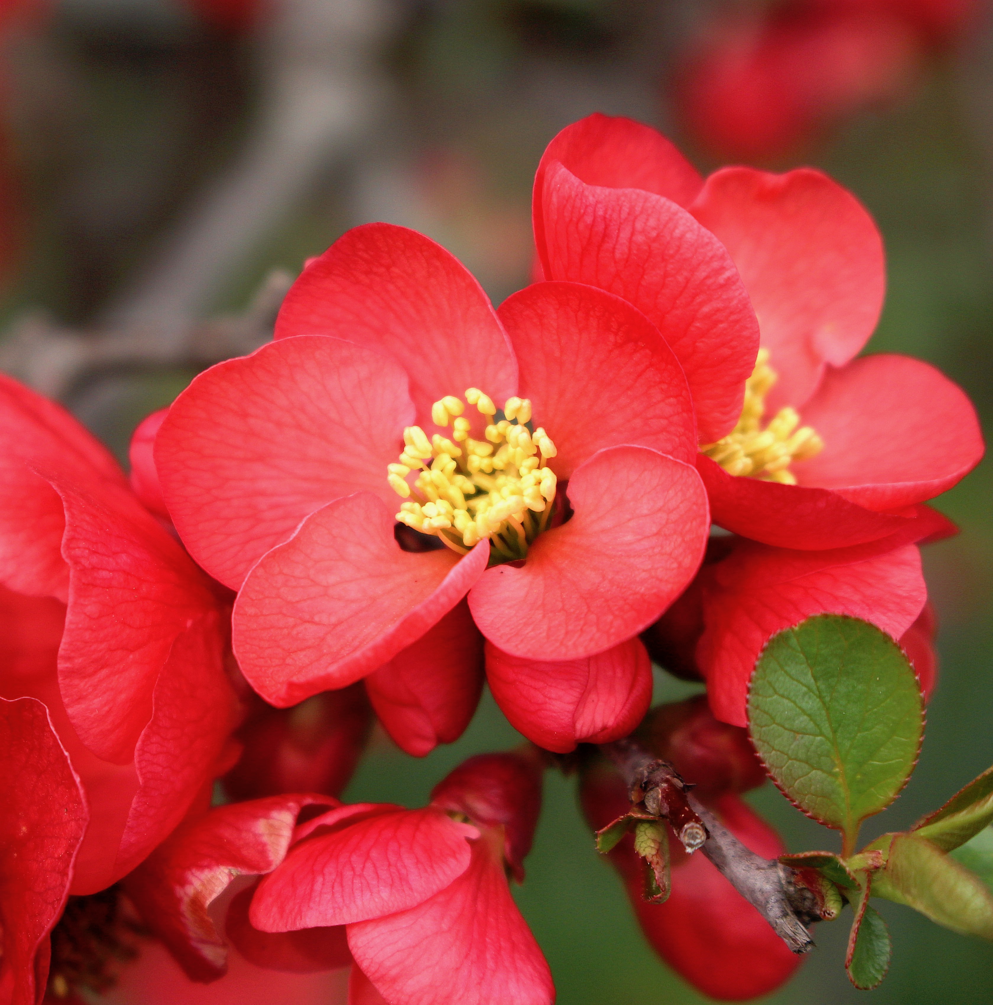 floweringquincejapan1