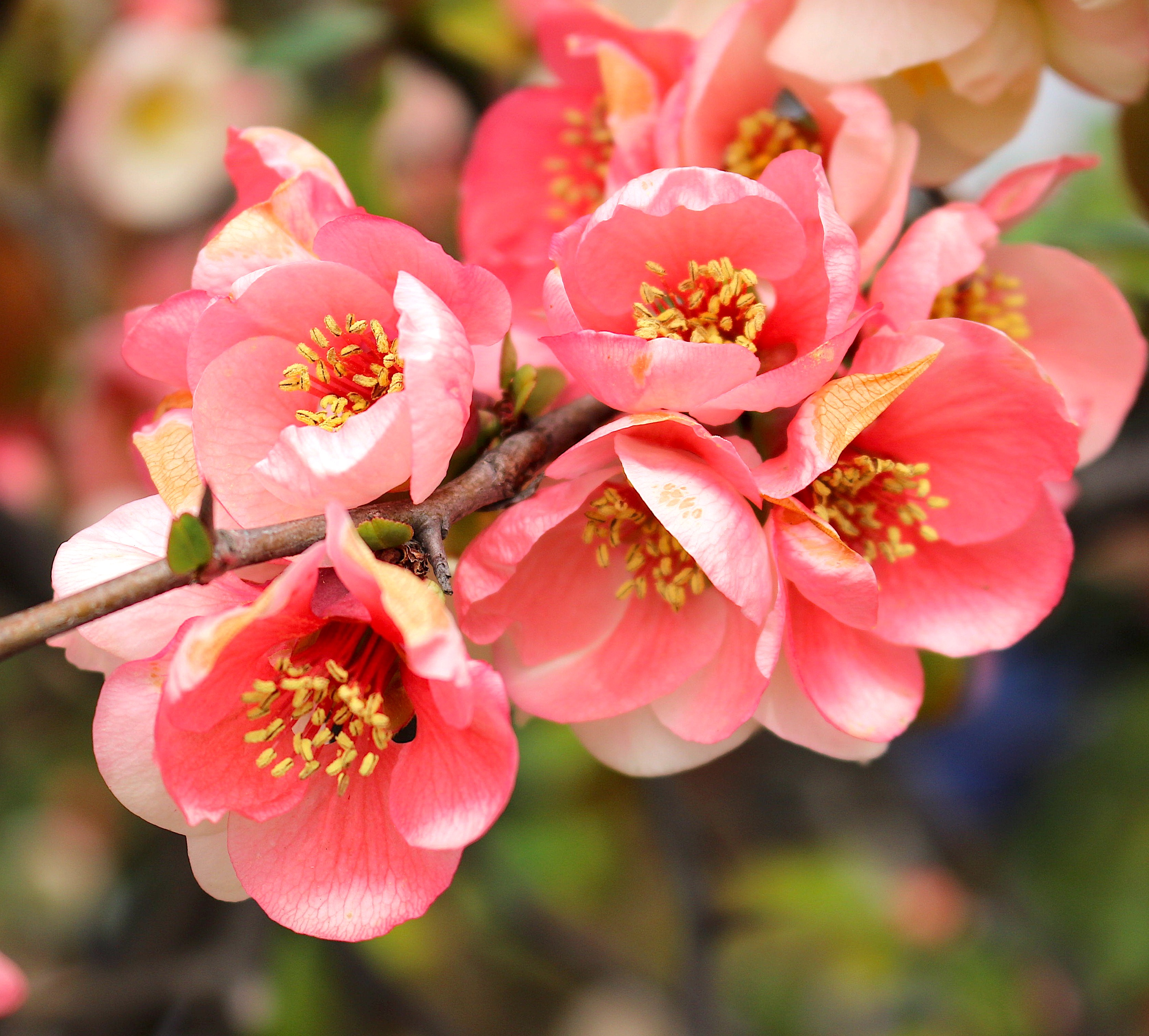 floweringquincejapan2