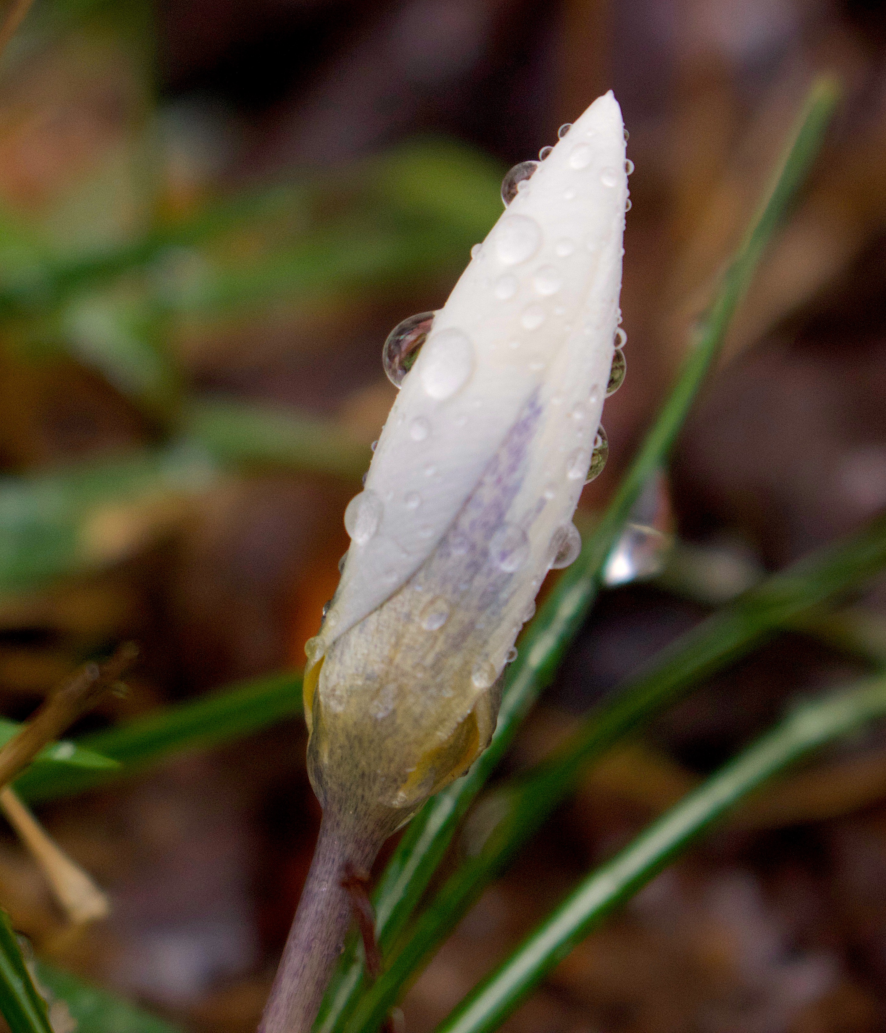 rainycroci
