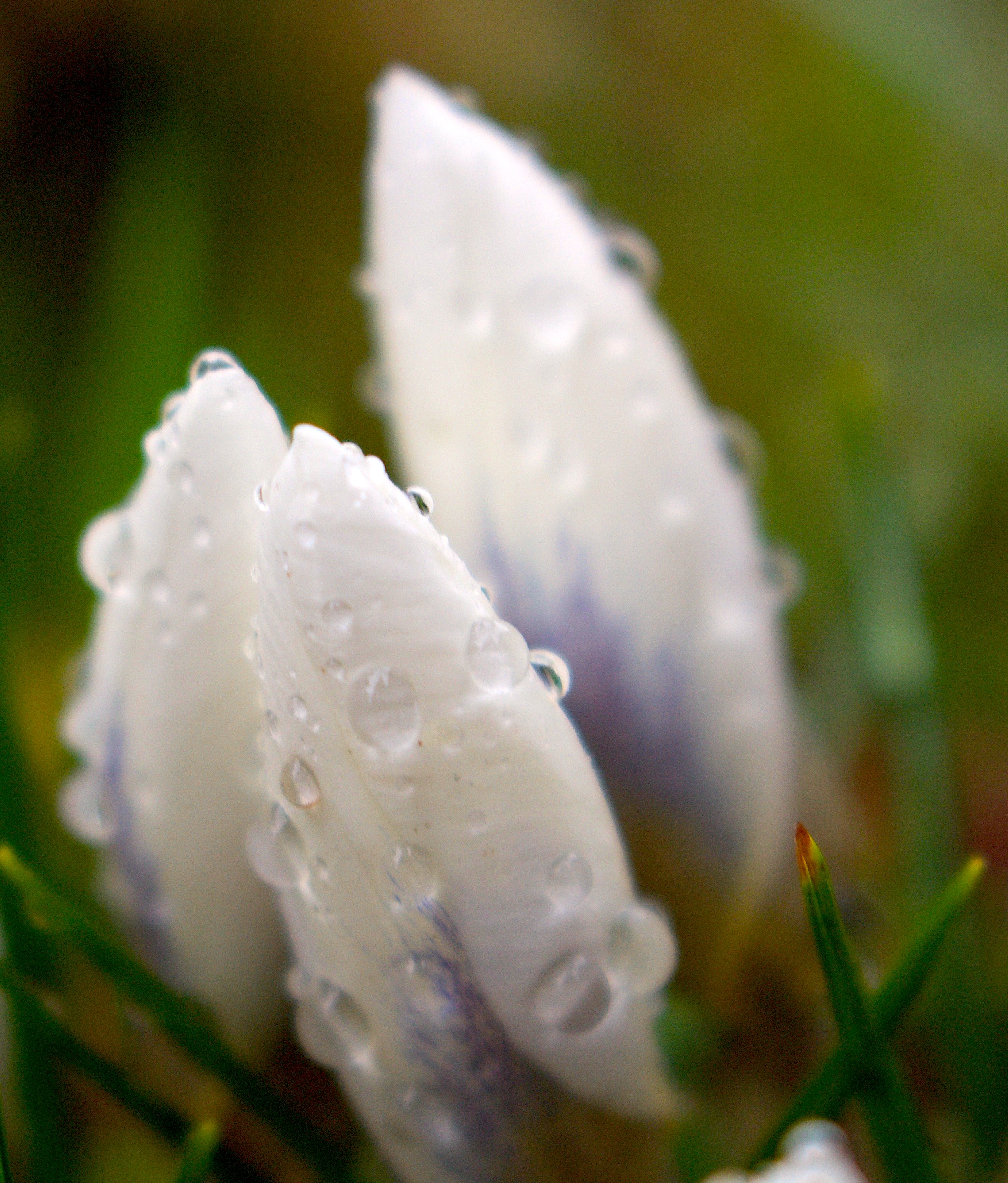 rainycroci4