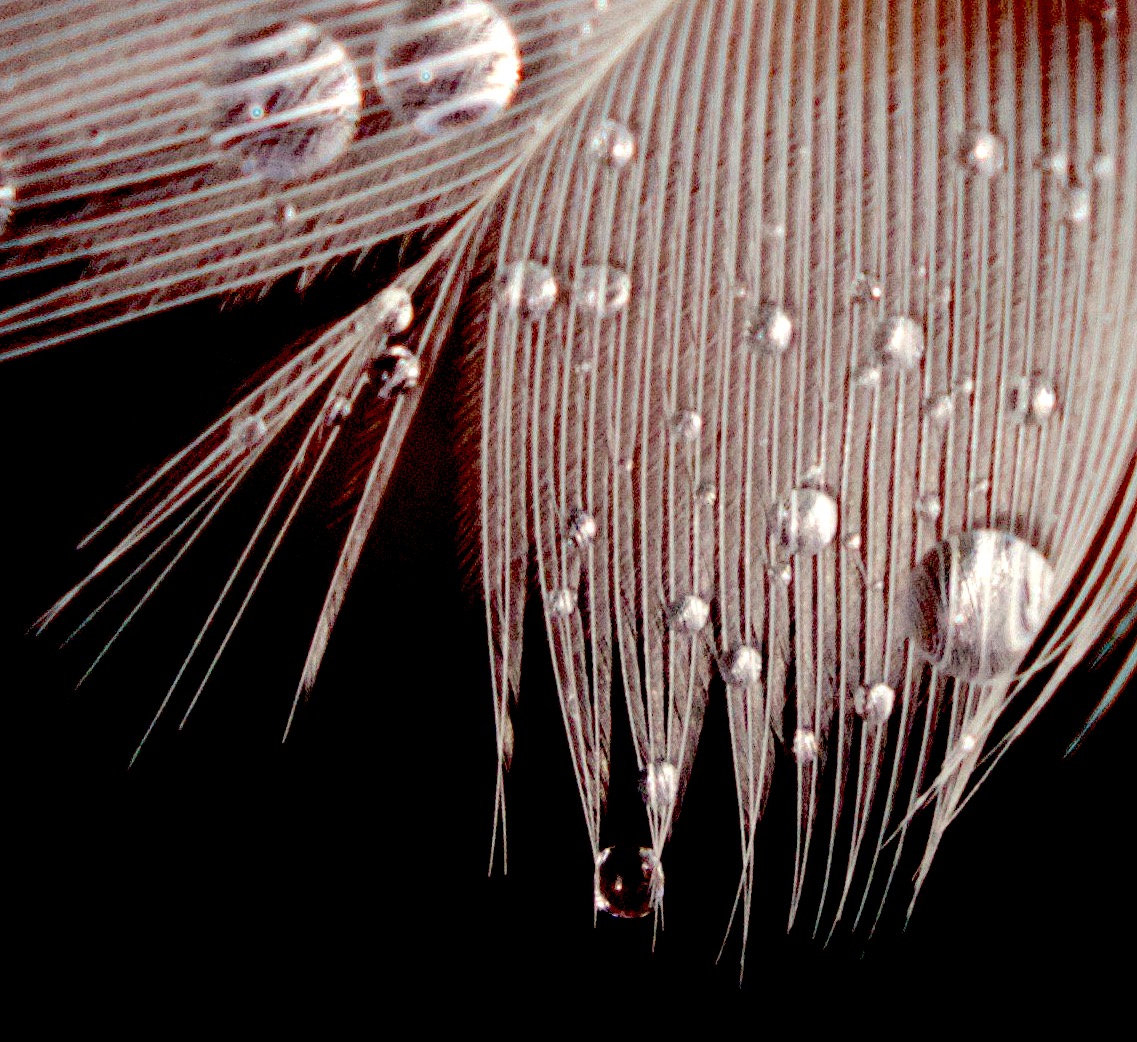 wetfeathercloseup