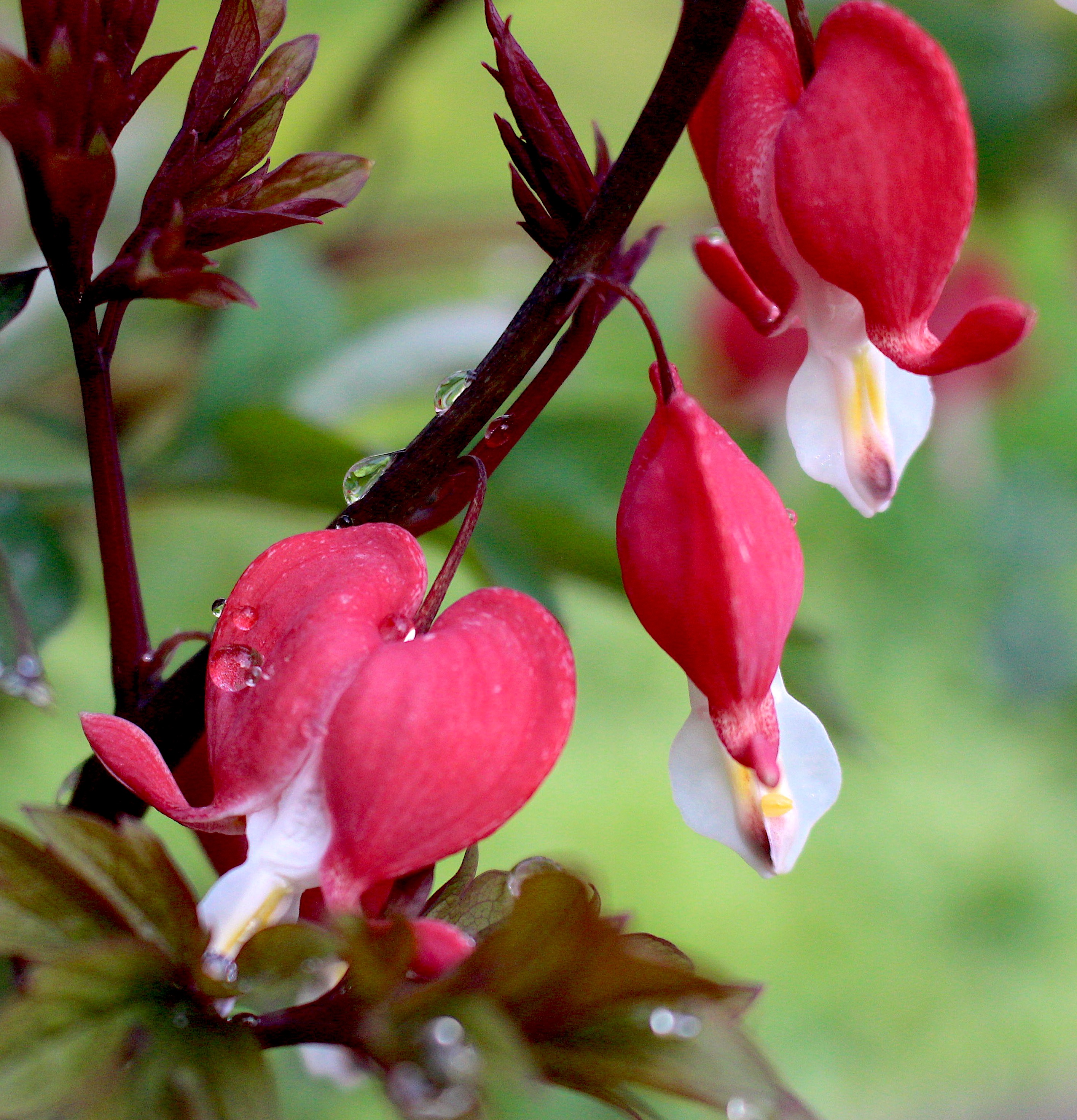 bleedingweepinghearts