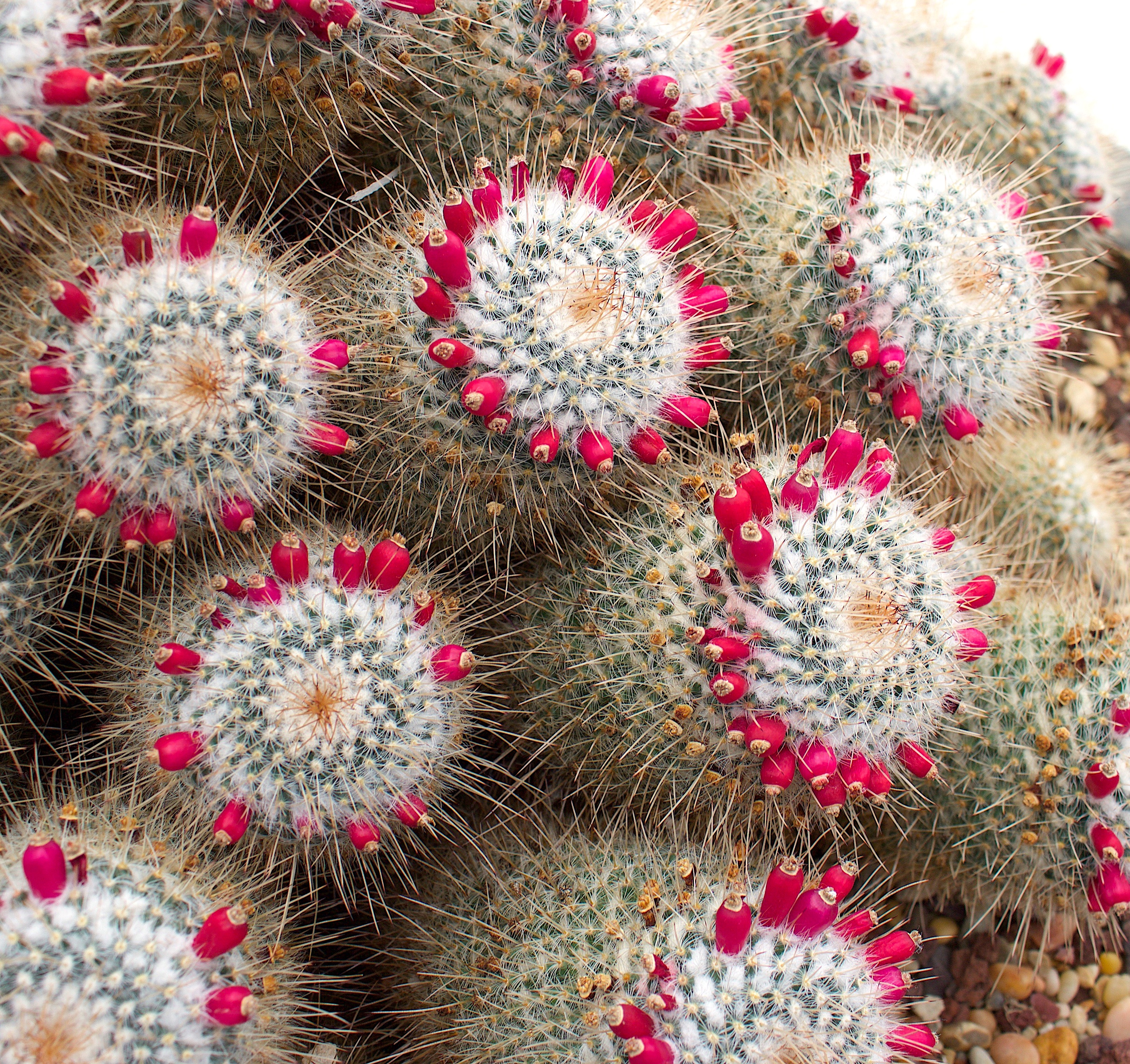 cacti10