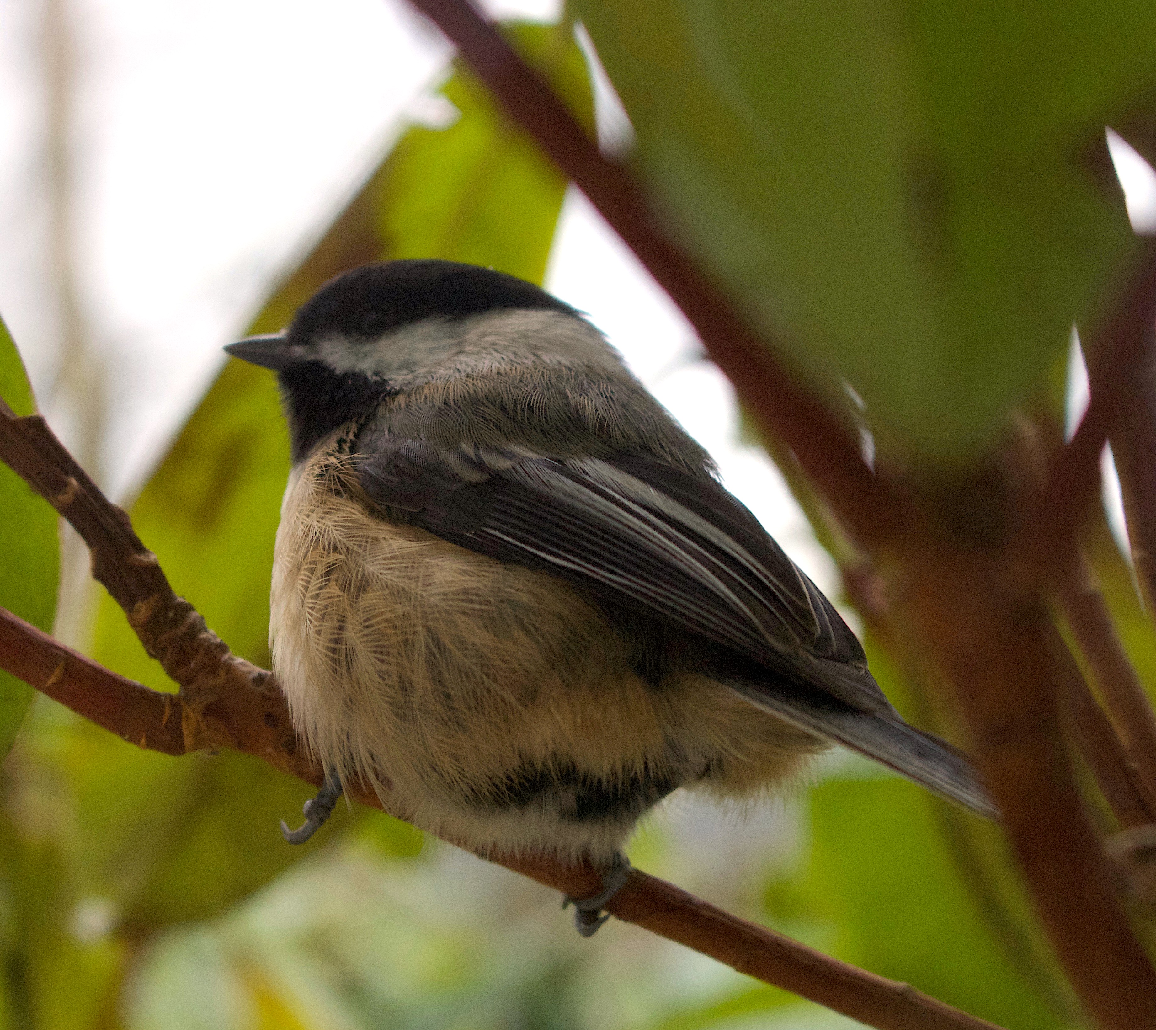 chickadee2