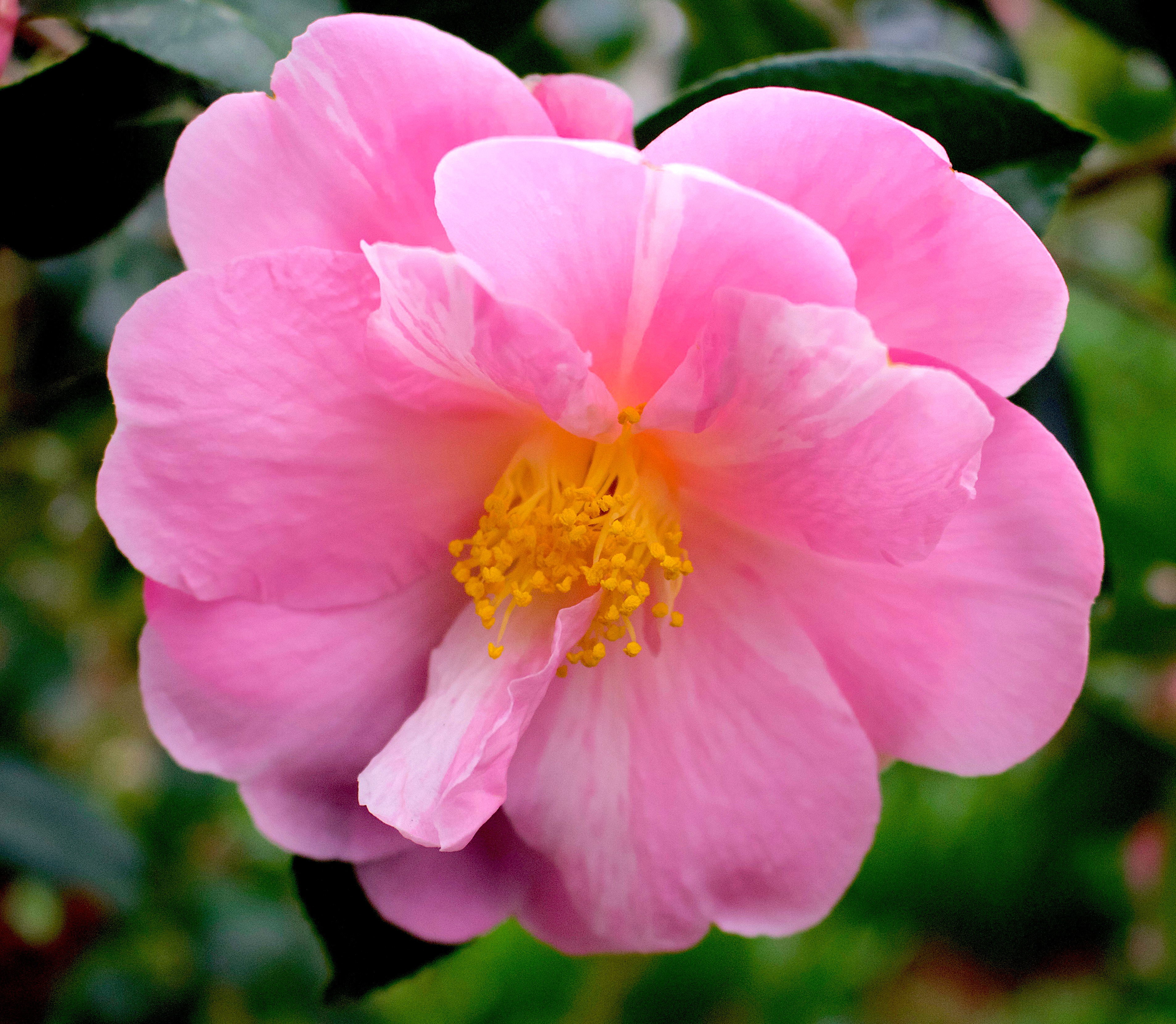 camellia3