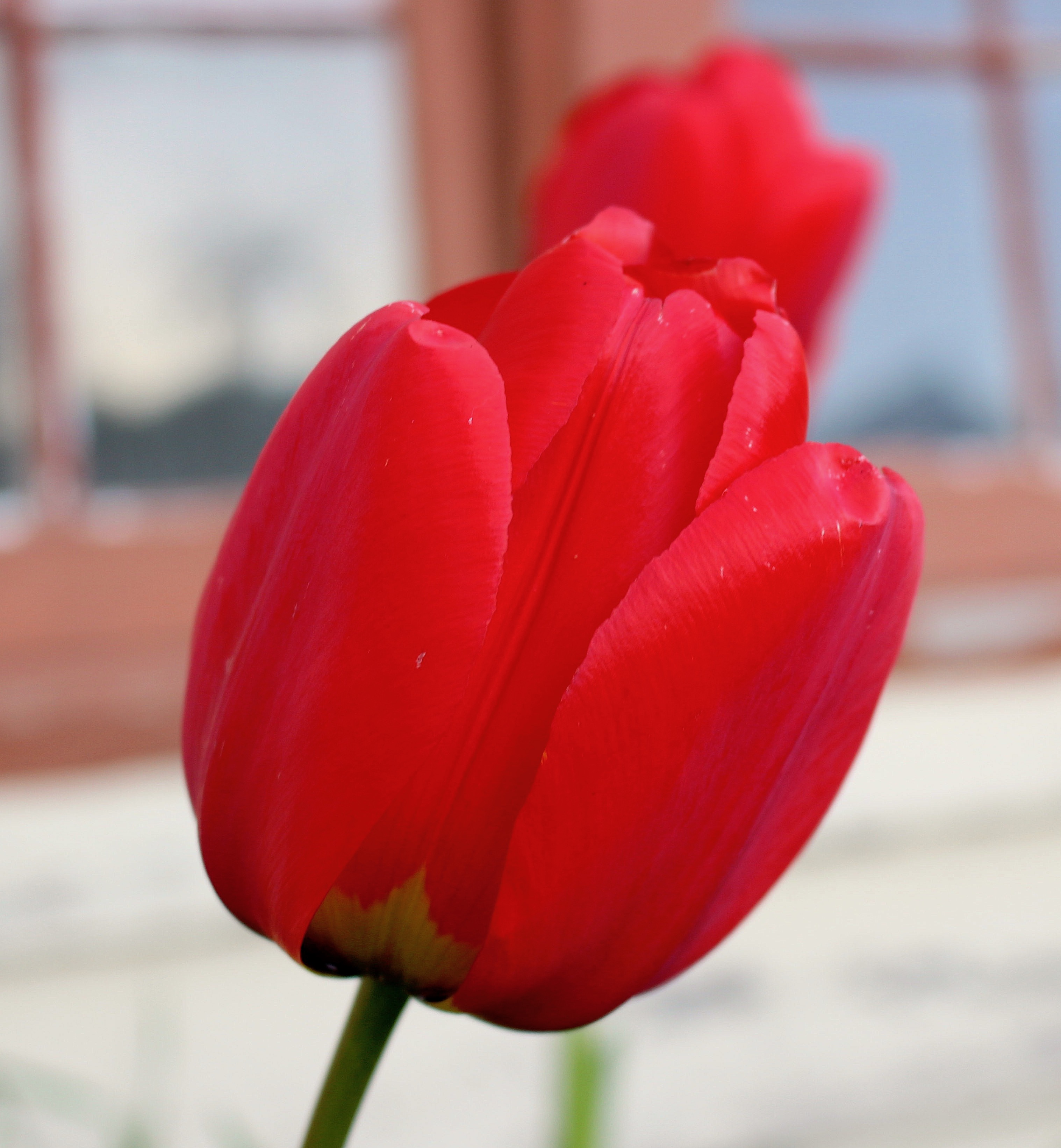 redtulips1