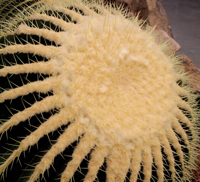 cacti4