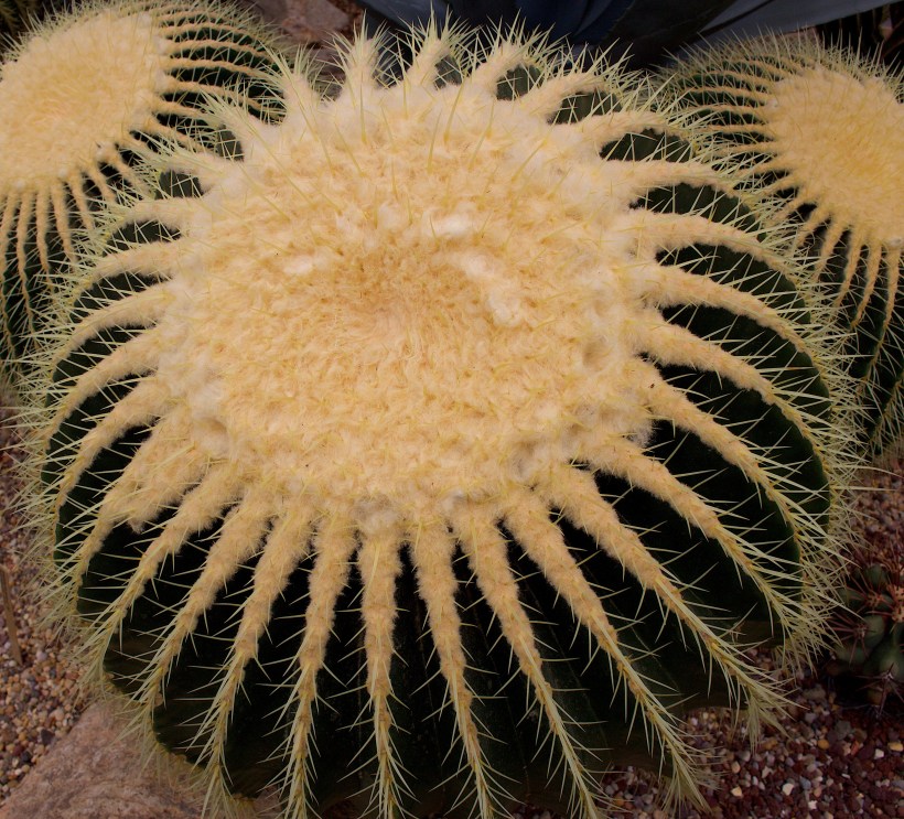cacti9