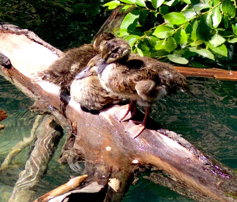 chelanducklings1