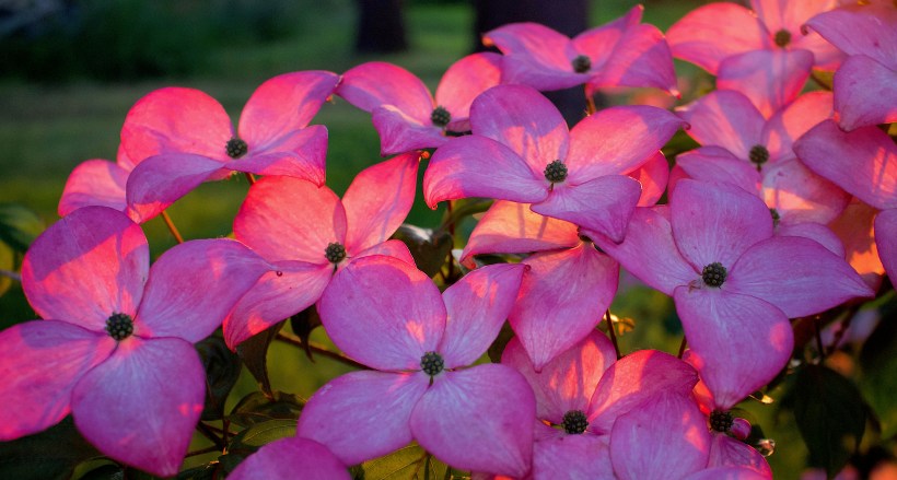 sunsetdogwood