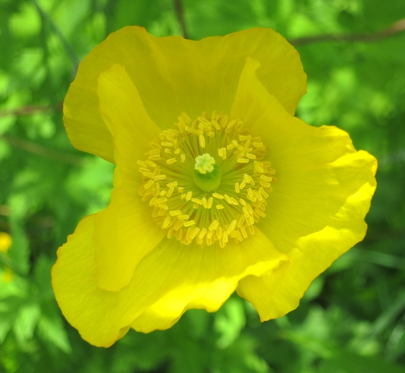 yellowpoppy