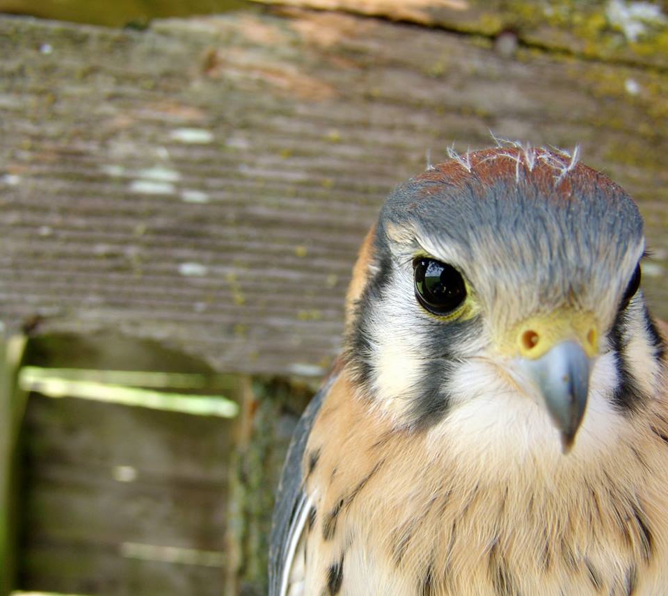 1002118_812217912060_1402691038_n