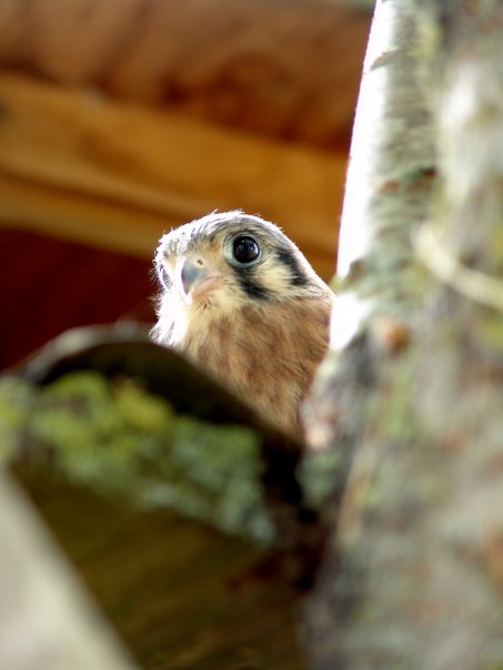 4953_533982408240_5756333_n