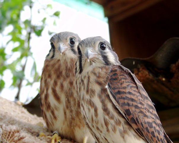 4953_533982807440_1859965_n