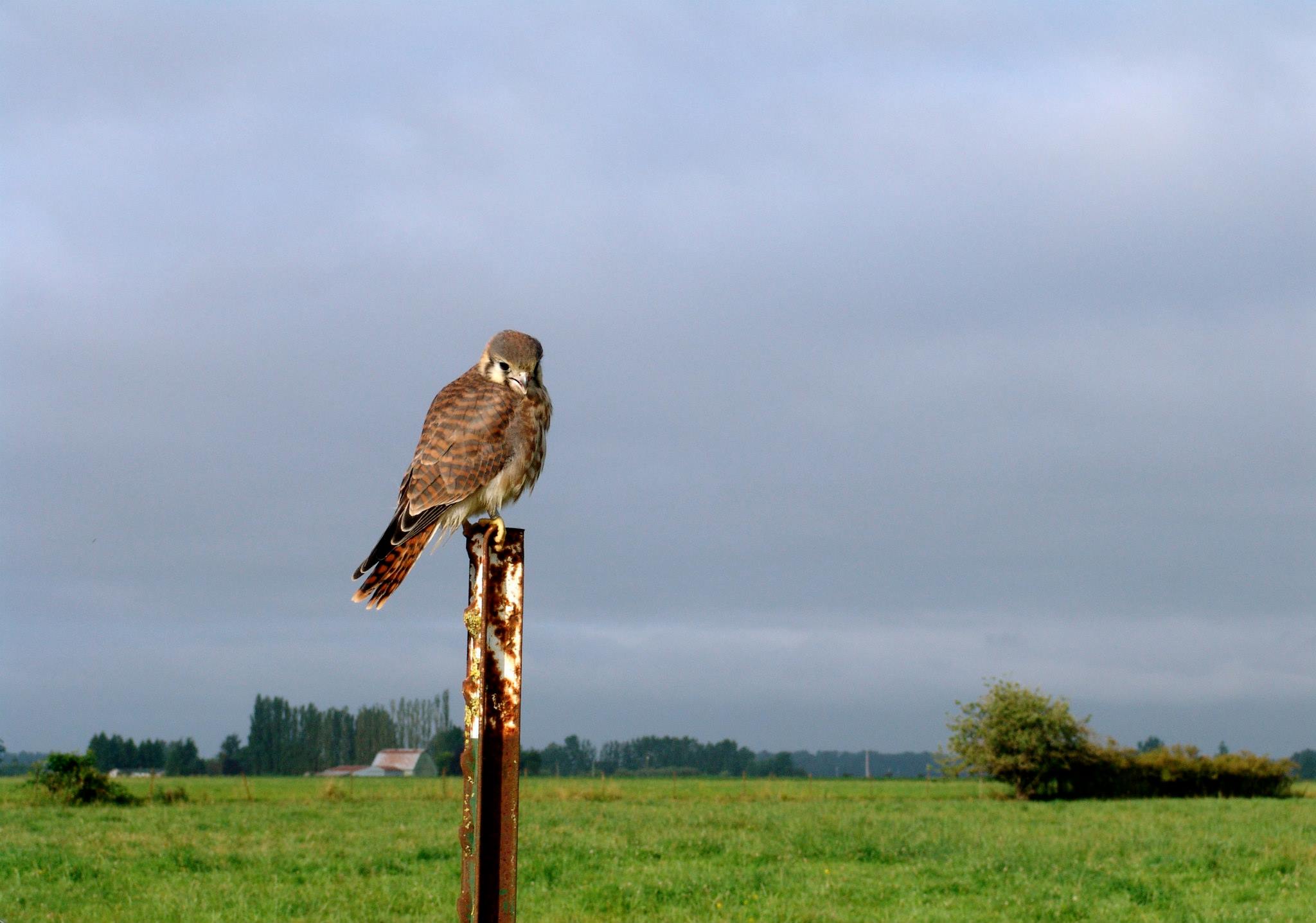 622439_827911227530_445551252_o