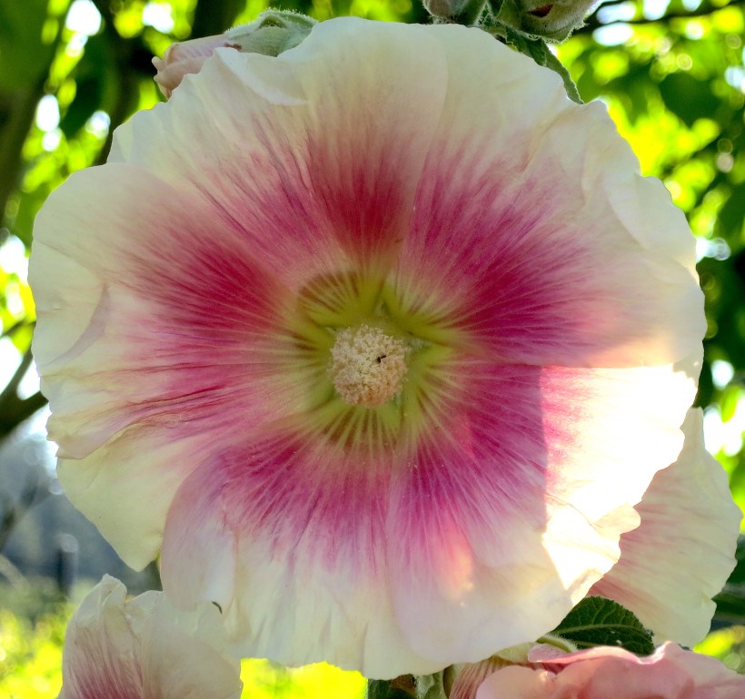 hollyhock20171