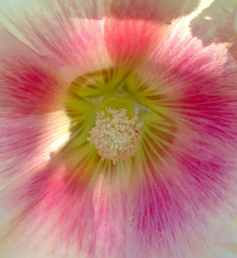 hollyhock20173