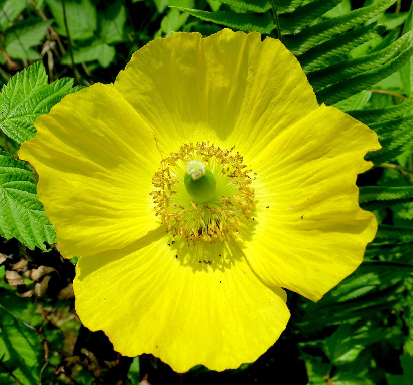 yellowpoppy2