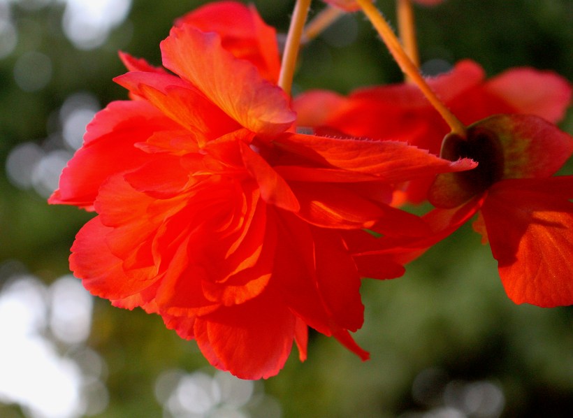 begonia81917