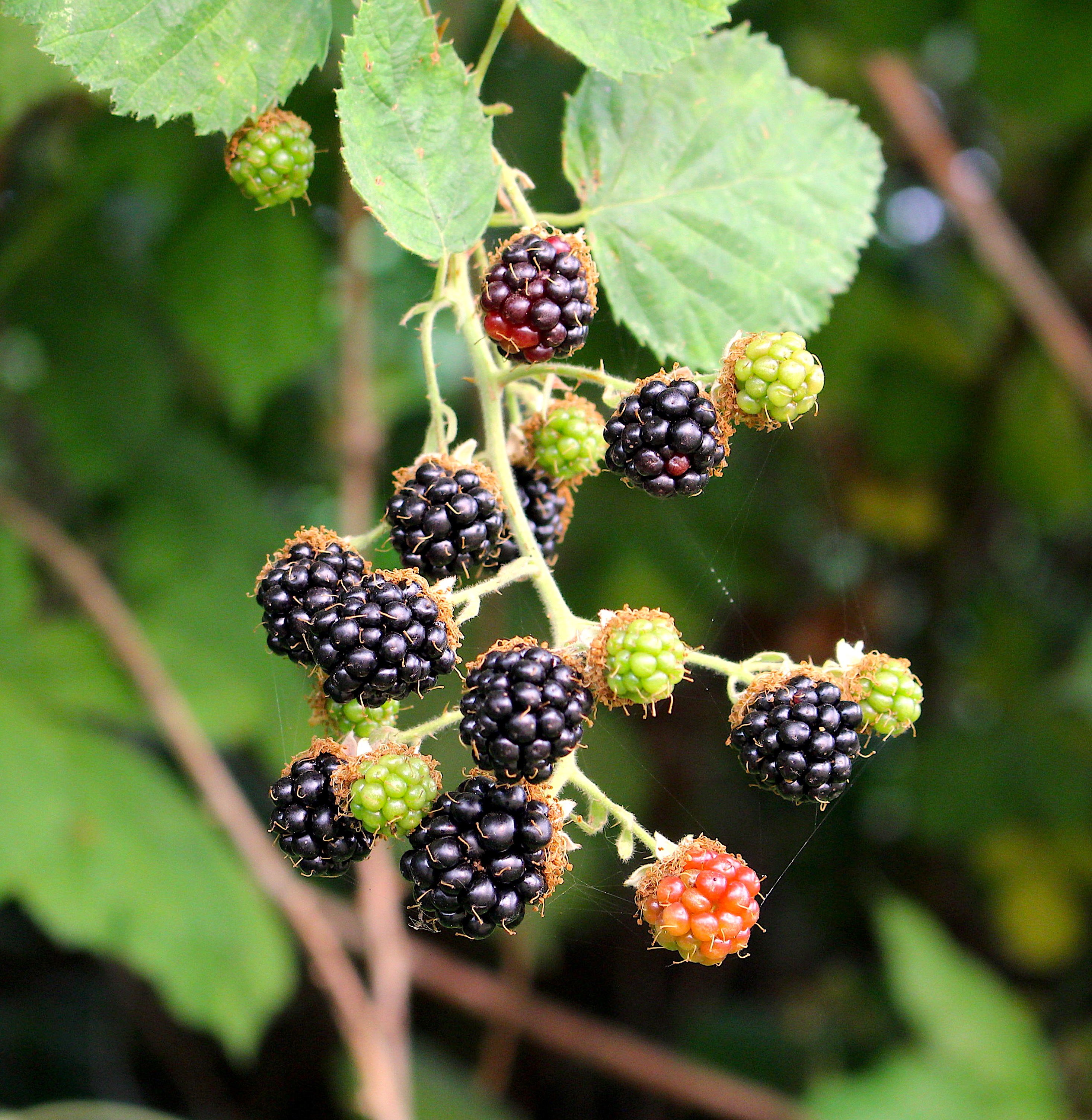 blackberryweb