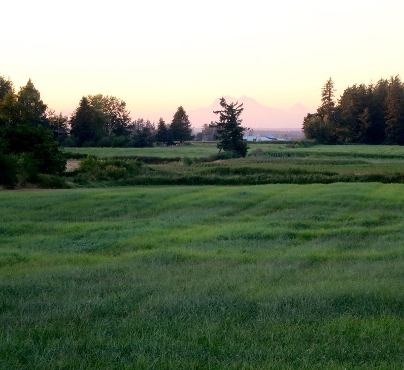 fieldofgreen