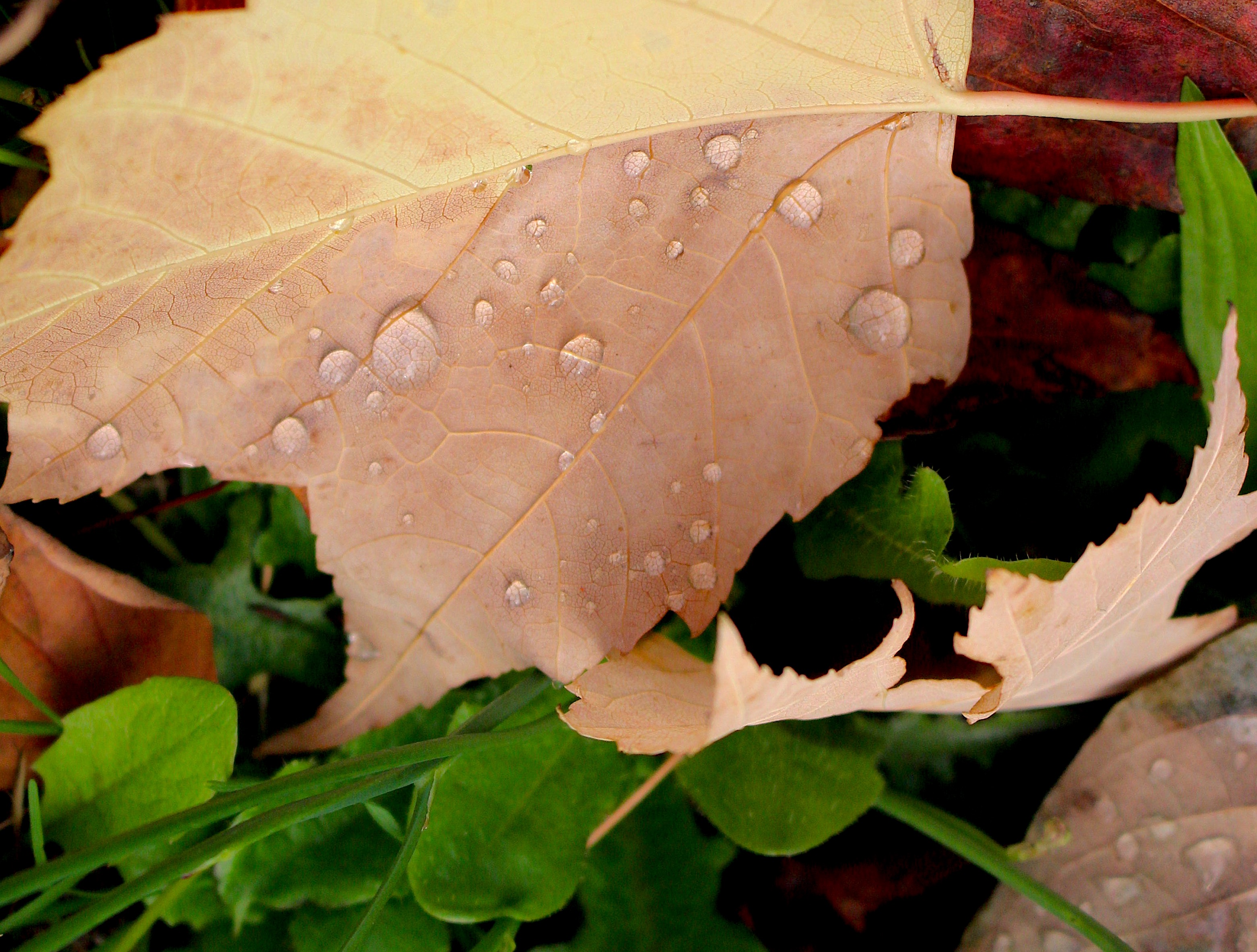 rainyleaf107172