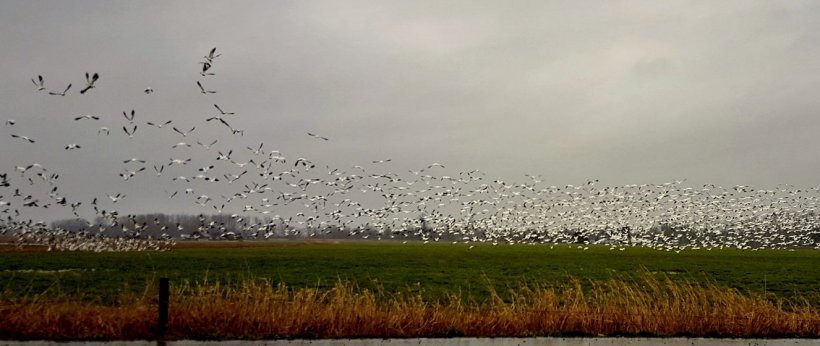 snowgeesewhatcomlovegren