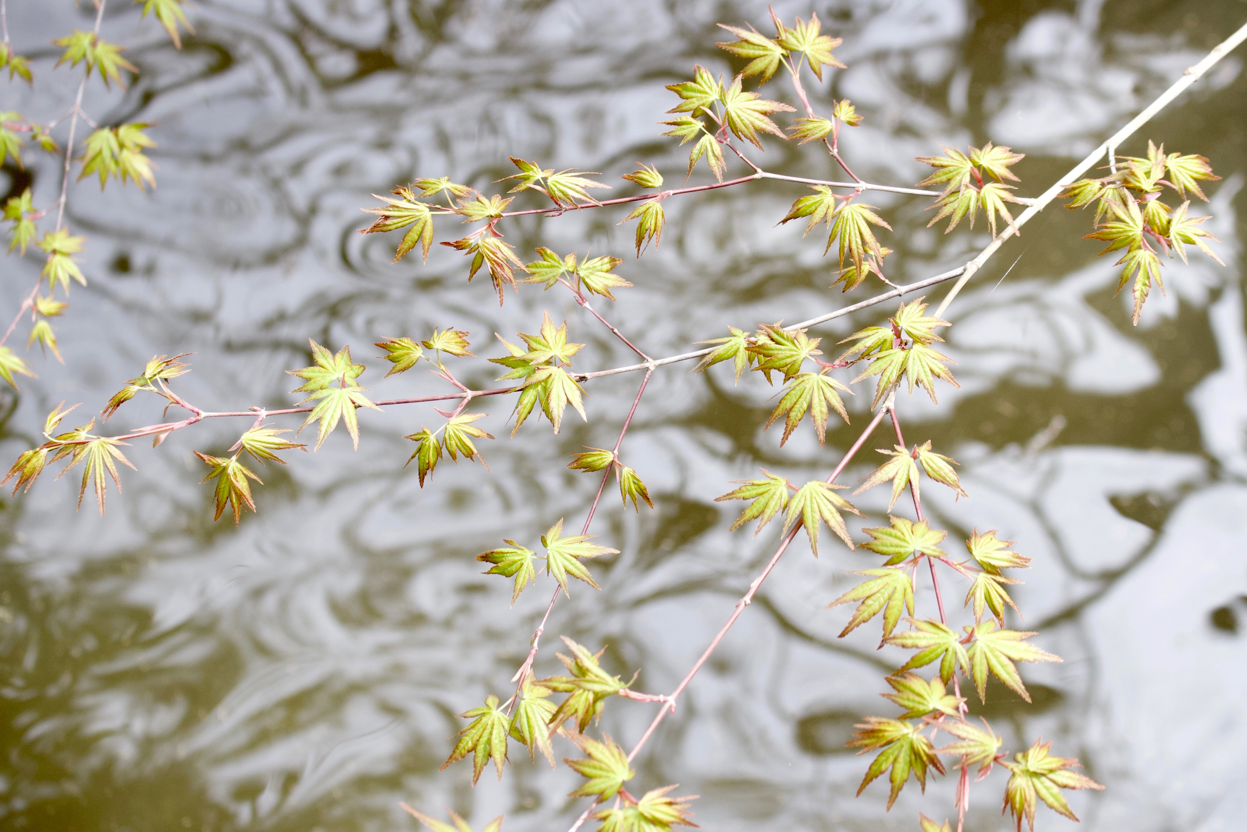 0EA34014-2620-4F8F-A390-E558F3D6C4ED