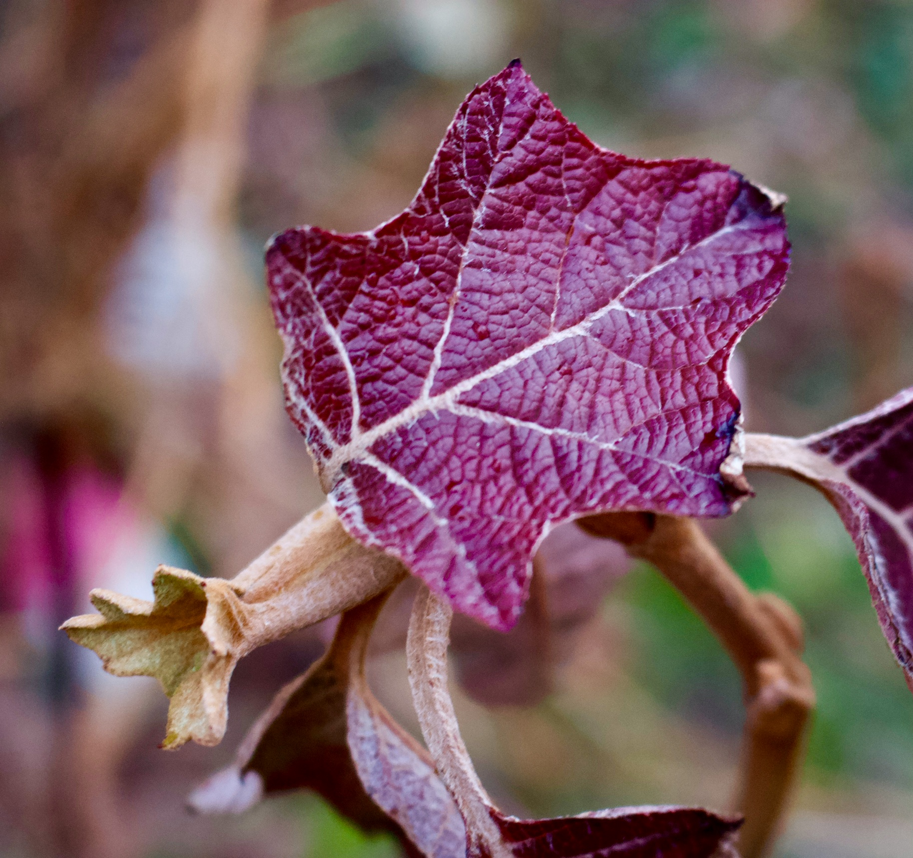 118E20F9-E1F3-4252-87A7-84CE4E745736