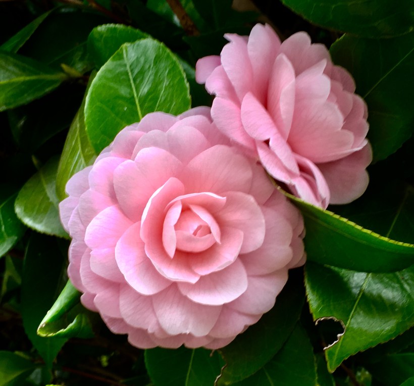 52A3FAE5-14F2-4DF1-8BA8-EC1A75B3147D