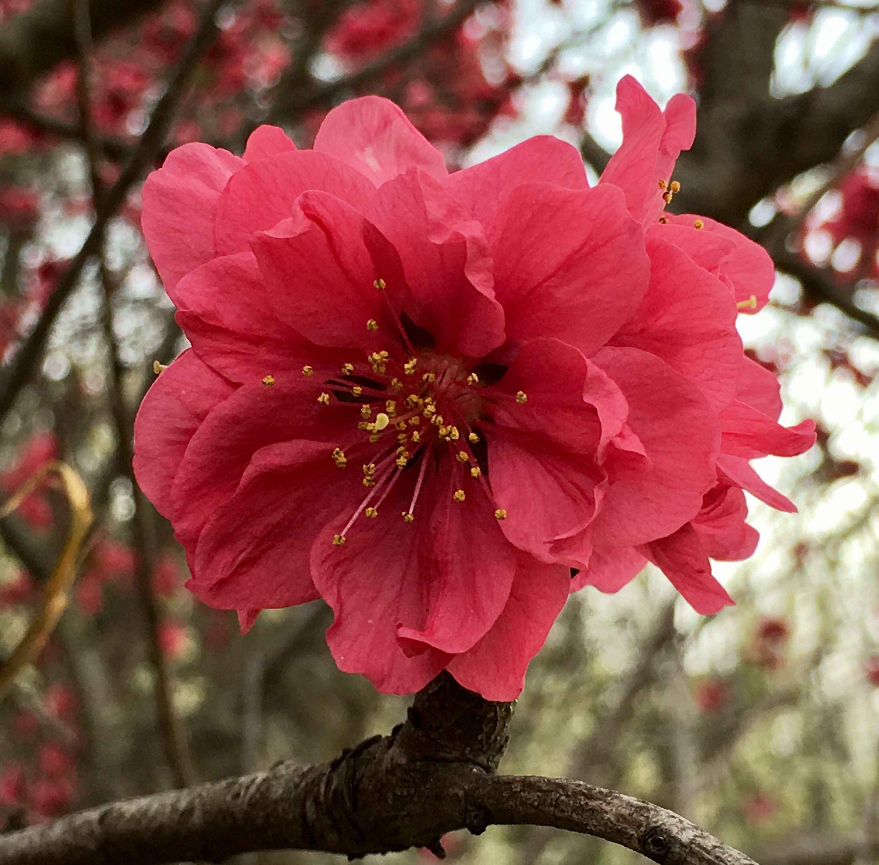 9871C575-192A-421B-A7F8-80146049FC2E