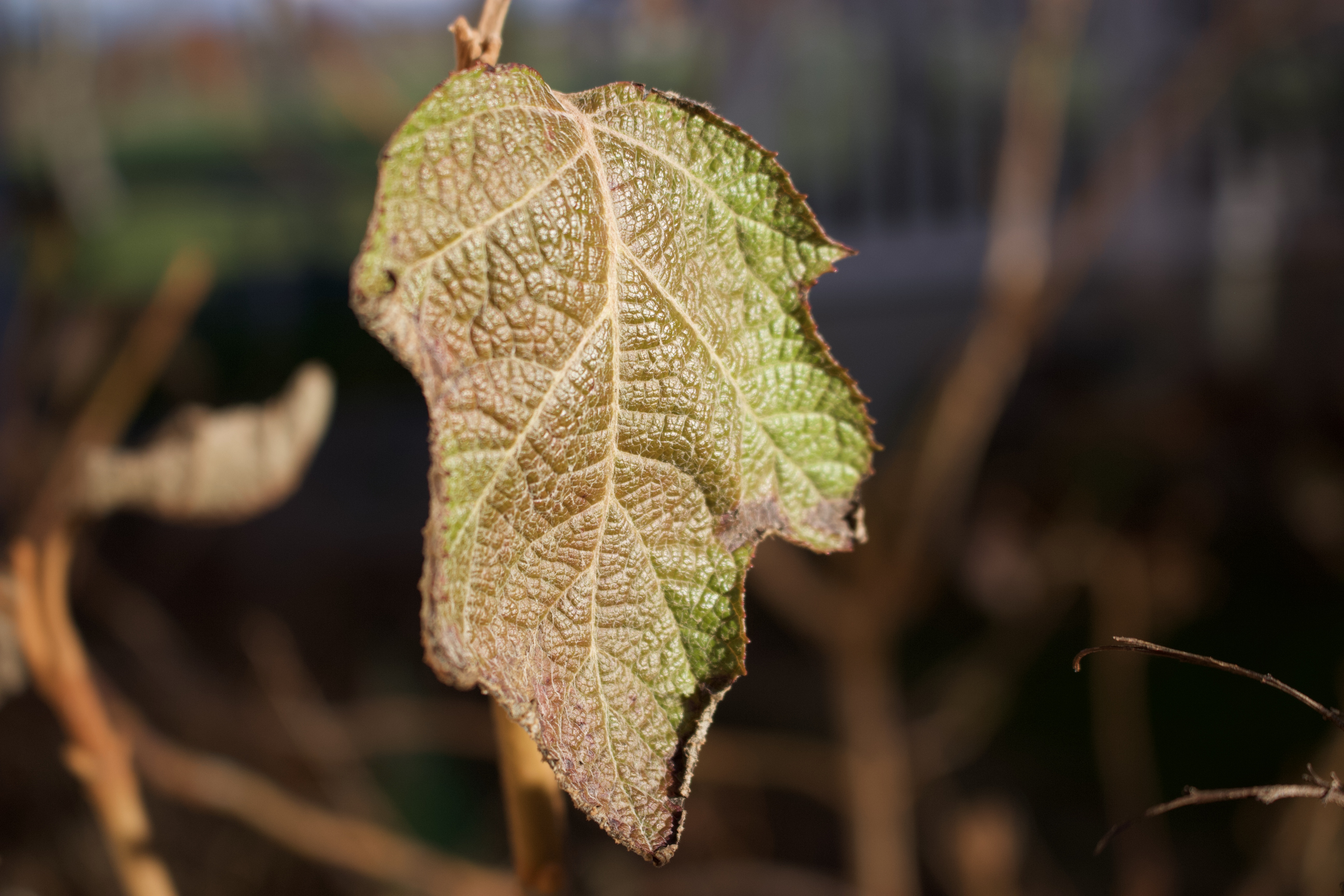 E32C69B1-42B5-482C-B66E-23798A5D7024