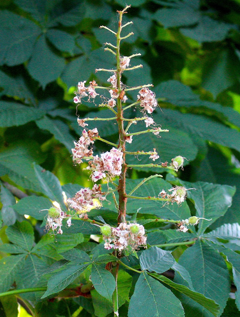 budding chestnut