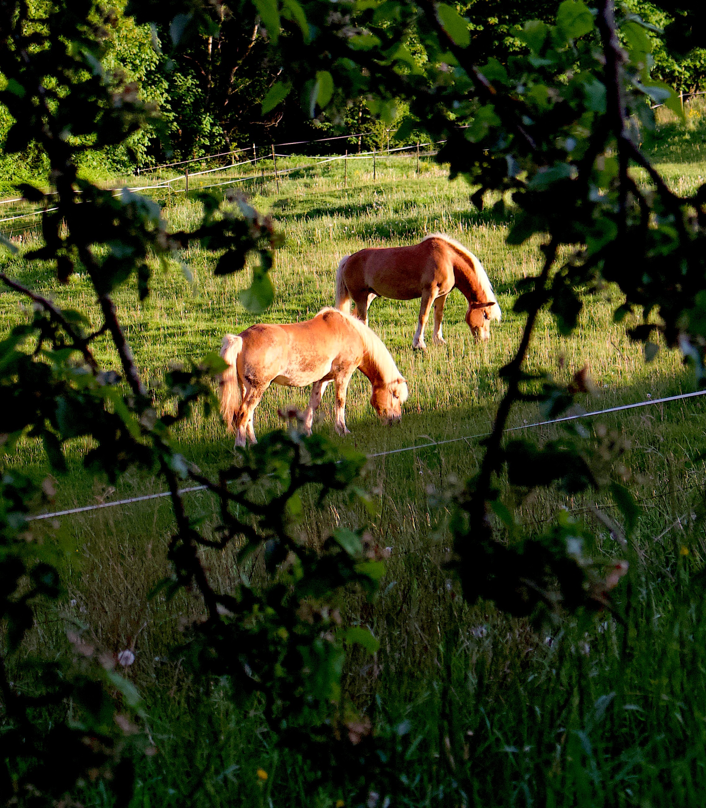 pastureponies